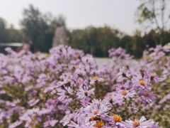-绿堤公园