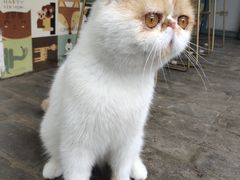 -喵屿·大理花园猫咖