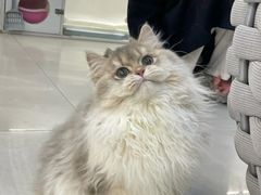 -lincat·猫舍(广州店)
