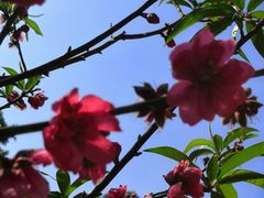 -桃花涧