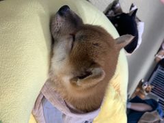 -逗柴咖啡屋·狗咖猫咖宠物桌游