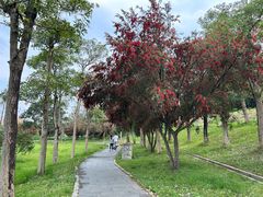 -风云岭森林公园