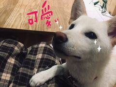 -柴务处·柴犬主题狗咖