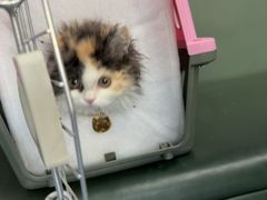 -顺强宠物诊所·狂犬免疫·夜诊·骨科(嘉定店)