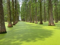 -渌洋湖湿地公园