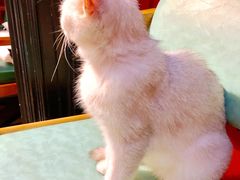 -猫色咖啡·猫咖