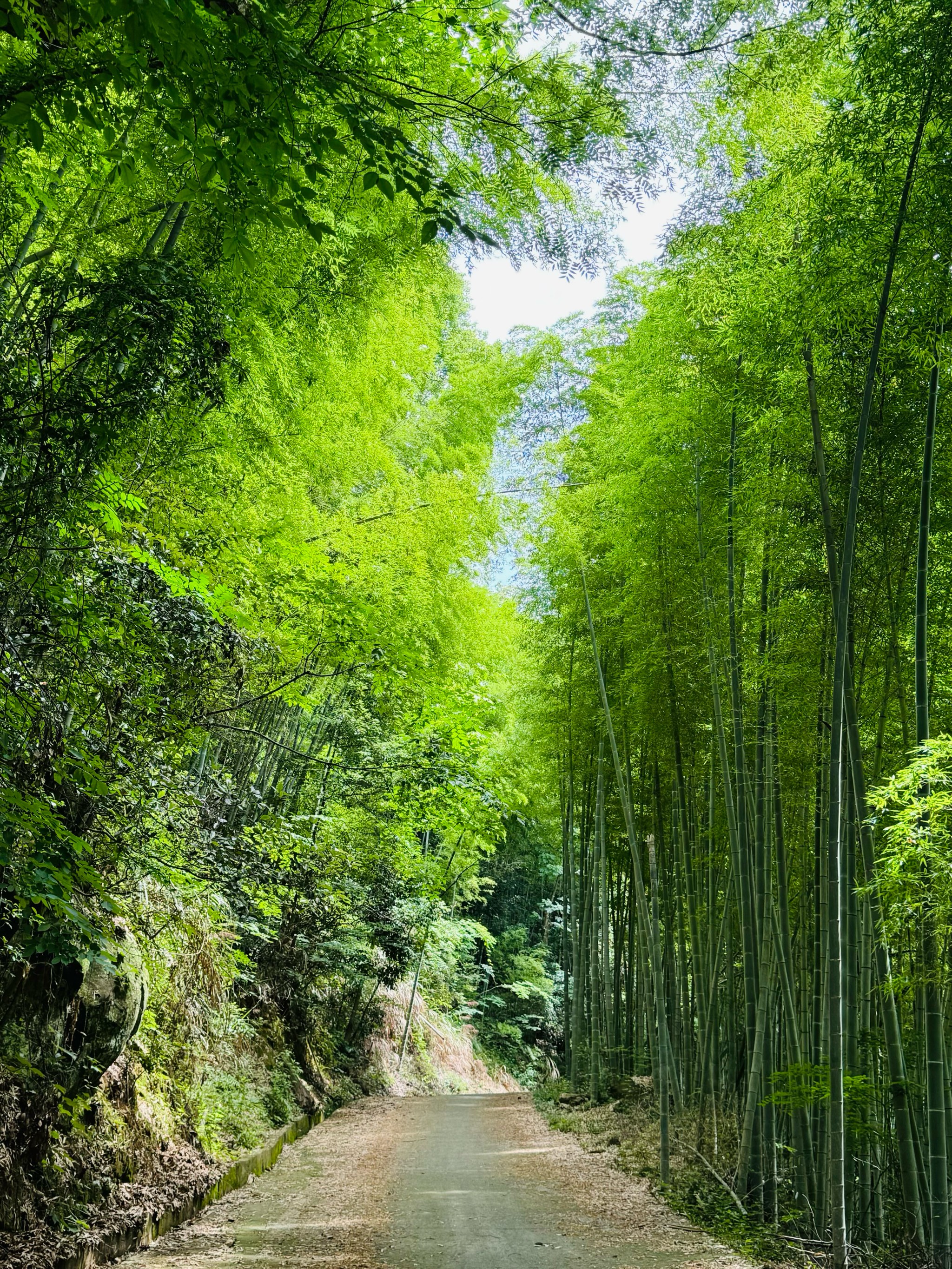 的原生态

端午独自爬山
感觉特别好
往山里一钻
风景独好