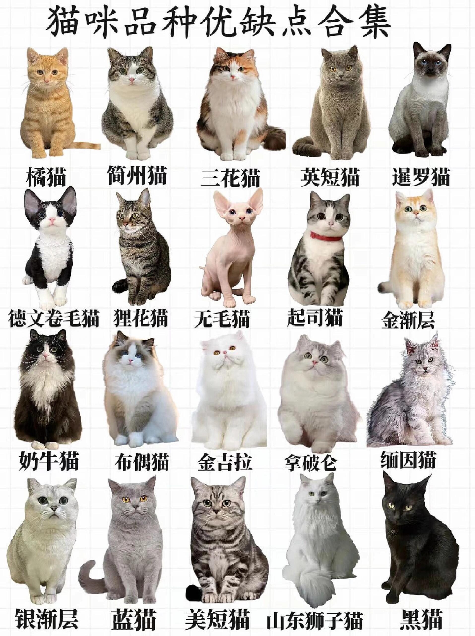 高颜值猫咪品种图片