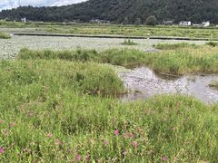 -腾冲北海湿地