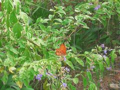 -福建鲤鱼洲酒店