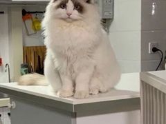 -东方名猫馆·英短金渐层布偶猫舍(环线广场1号楼店)