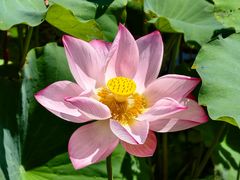 -高淳老街