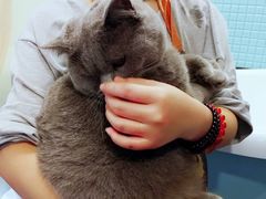 -十年猫舍·猫咪专门店(普陀店)