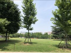 -青枫公园