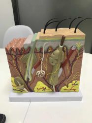 -悟空祛痘·诺奖技术专业店