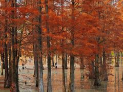 -白鹭湾湿地公园