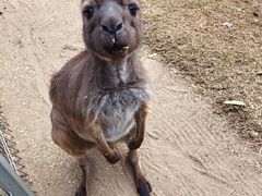 -费瑟代尔野生动物园