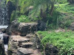 -奥兰多迪士尼动物王国乐园