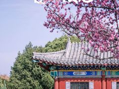 -泰山花样年华景区