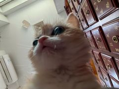 -瑞派福兴宠物医院犬猫全科·骨科·中西医结合(河东店)