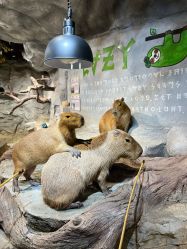 -Zoolung Zoolung动物主题公园(海信广场店)