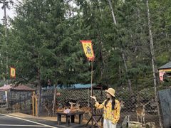 -莫尔道嘎国家森林公园