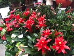 -秦美花卉(天朗·莱茵小城2期店)