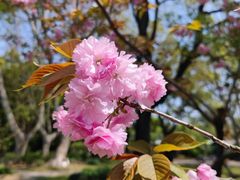 -上海共青森林公园