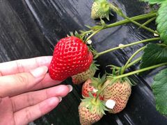 -尚田草莓姑娘白草莓采摘基地