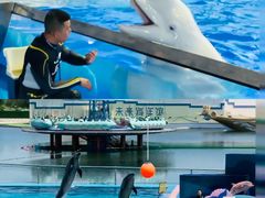 -秦皇岛乐岛海洋王国