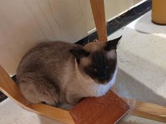 -藏猫猫咖啡主题馆(中央大道店)