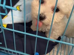 -翊宠yipet猫狗购宠庄园犬舍•猫舍