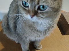 -藏猫猫咖啡主题馆(中央大道店)