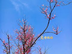 -杭州植物园
