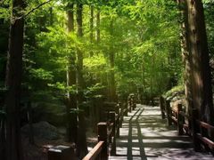 -王顺山国家森林公园