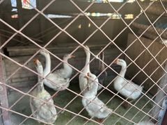 -鱼窝棚柴火铁锅炖(富山屯店)