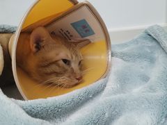 -关爱宠物医院·猫科中心·消化科(滨湖万达分院)