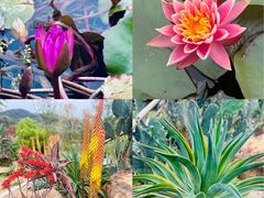 -东莞植物园