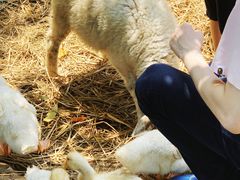 -HERRE·FARM 赫尔露营农场·团建聚会包场