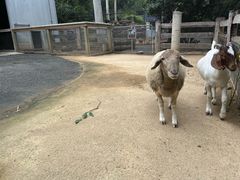 -费瑟代尔野生动物园