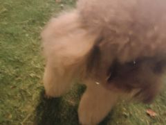 -萌兽医馆·宠物医院·猫骨科(创景店)