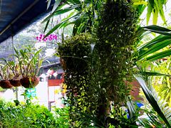 -Onion restaurant