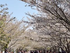 -高东镇樱花园