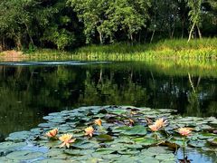 -西溪国家湿地公园