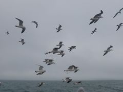 -海驴岛(荣成市)