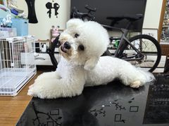 -翊宠yipet猫狗购宠庄园犬舍•猫舍