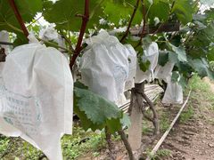 -马陆小张葡萄园农家乐