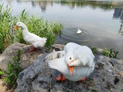 -莲花池公园