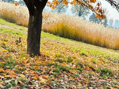 -汉长安城未央宫国家考古遗址公园