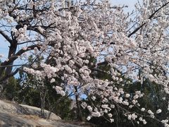-白水寺森林公园